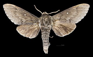 <i>Sphingulus</i> Genus of moths