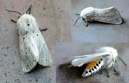 Spilosoma lubricipeda