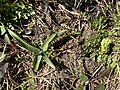 Spiranthes vernalis