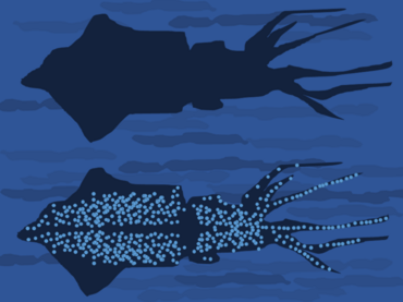 Principle of the counter-illumination camouflage of the firefly squid, Watasenia scintillans. When seen from below by a predator, the animal's light helps to match its brightness and colour to the sea surface above. Squid Counterillumination.png