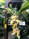 Миниатюра для Файл:Stanhopea maduroi in Botanischer Garten München Nymphenburg.jpg