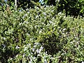 Starr-170923-0251-Rosmarinus officinalis-creeping form many flowers-Hawea Pl Olinda-Maui - Flickr - Starr Environmental.jpg
