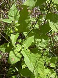 Vignette pour Solanum americanum