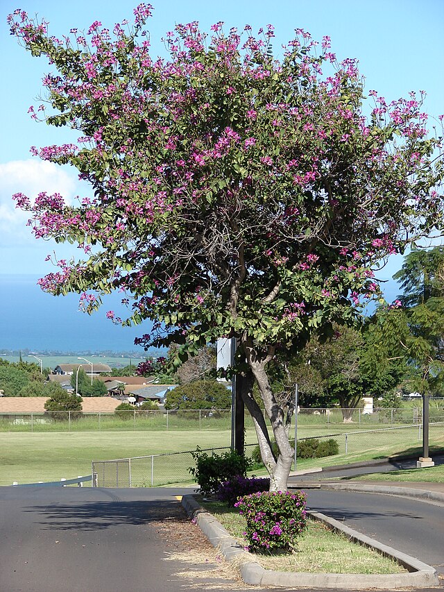 Description de l'image Starr 061206-1969 Bauhinia x blakeana.jpg.