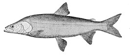 Stenodus leucichthys