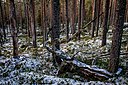 Stensjön NR östra delen 20181029.jpg