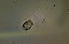 Stephanocea x100.jpg