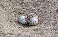 Eggs & newly-hatched chick; Missouri River