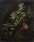 Thumbnail for File:Stilleven met passiebloemen. Rijksmuseum SK-A-788.jpeg