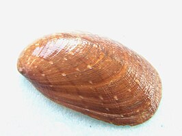 Stomatella planulata