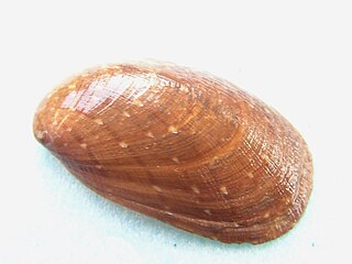 <i>Stomatella planulata</i> species of mollusc