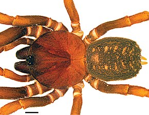 Bildebeskrivelse Stormtropis muisca, hann, dorsal view.jpg.