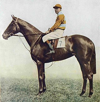 <span class="mw-page-title-main">Straitlace</span> British-bred Thoroughbred racehorse