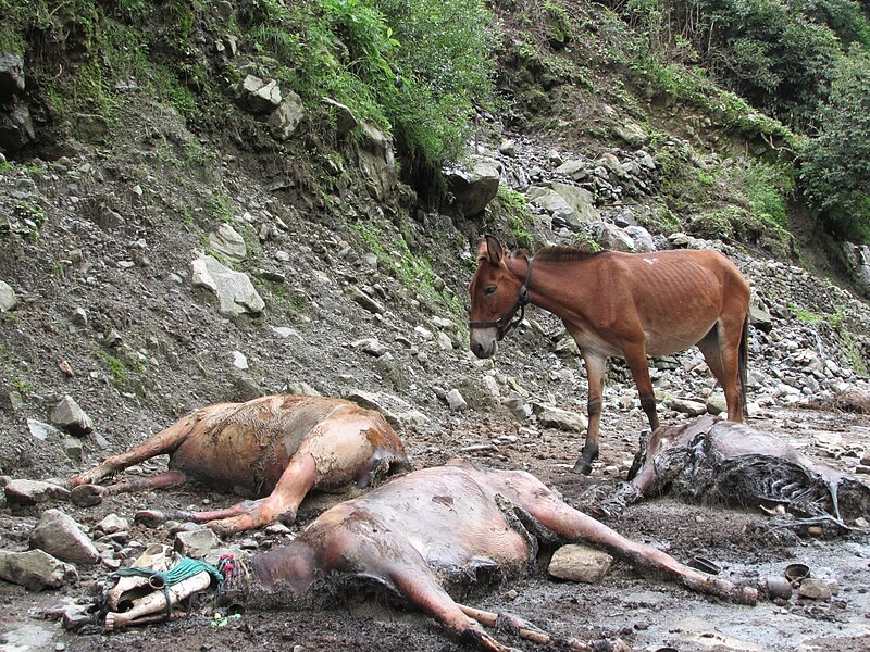 File:Stranded mules during the Uttarakhand Floods of 2013 as encountered by People for Animals during a rescue operation.jpg