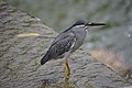 * Nomination Side profile of a Striated Heron (Butorides striata). --GerifalteDelSabana 13:57, 4 July 2018 (UTC) * Promotion Good quality. --Olivier LPB 14:03, 4 July 2018 (UTC)