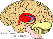 Striatum.svg