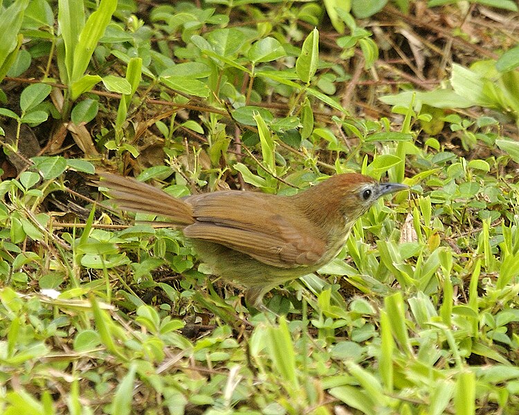 File:Striped tit babbler (Macronous gularis) - 3.jpg