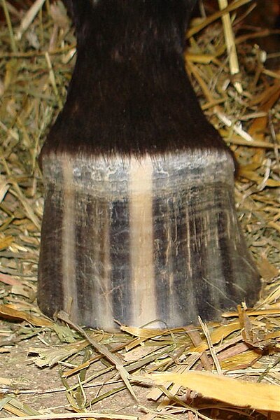 File:Stripedhooves.jpg