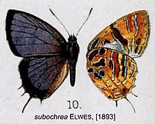 Catapaecilma subochrea