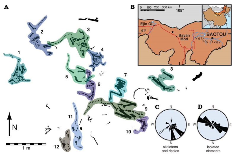 File:Suhongtu site - Sinornithomimus quarry.png