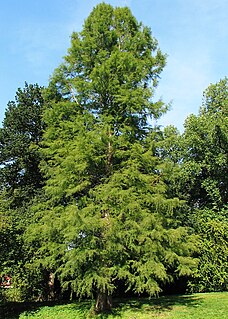 Die Sumpfzypressen (Taxodium) 