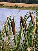 Massetes ou cannes de jonc de Typha