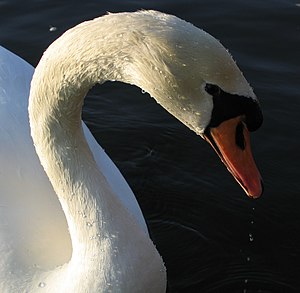 a swan