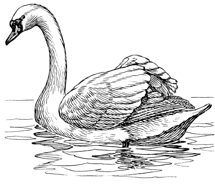 File:Swan 2 (PSF).png