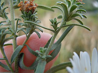 Symphyotrichum (Aster) falcatus (4990859656).jpg