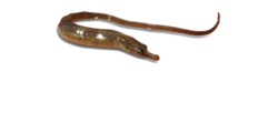 Syngnathus watermeyeri.png