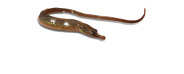 Syngnathus watermeyeri