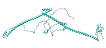 The AlphaFold predicted structure of the TRAIP protein Q9BWF2. The highlighted region has been found to bind to the PCNA PIP box. This image was generated using ChimeraX version 1.7.1. TRAIP PCNA Highlight.png