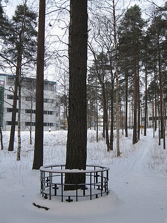 A presumed gallow tree of Taavetti Lukkarinen in Oulu