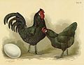 Vignette pour Poule de Bréda