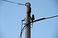 A telephone pole