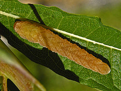 Tenthredinidae - Ободочная кишка Tenthredo (личинка) .jpg