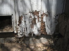 An example of building damage created by termites Termite damage.JPG