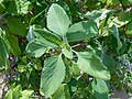 Teucrium betonicum 2017-05-23 0974.jpg