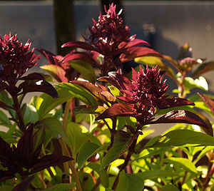 Thai basil flower.jpg