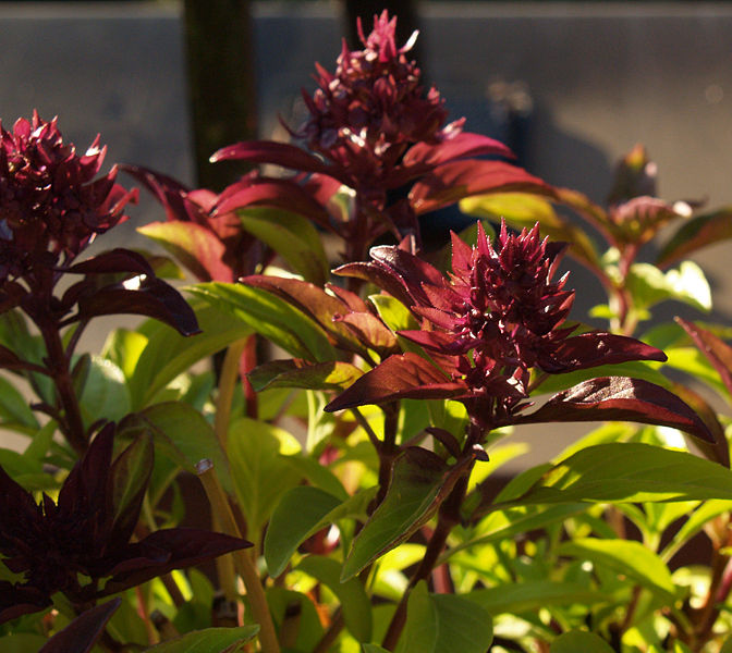 File:Thai basil flower.jpg