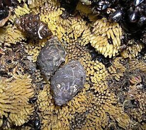 One Thais bronni and two Thais clavigera with egg capsules, Miura Peninsula, Kanagawa, Honshu, Japan