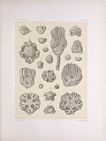 Miniatuur voor Bestand:The North American Crinoidea camerata (PLATE LXVI) (7401871050).jpg