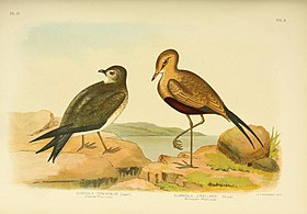 Ouhorlík východní (vlevo) a ouhorlík australský (1890)