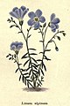 The botanic garden (Plate 4) - Linum alpinum.jpg