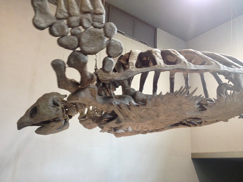 File:The skeletal specimen of Archelon (Port of Nagoya Public Aquarium)- 2.jpg