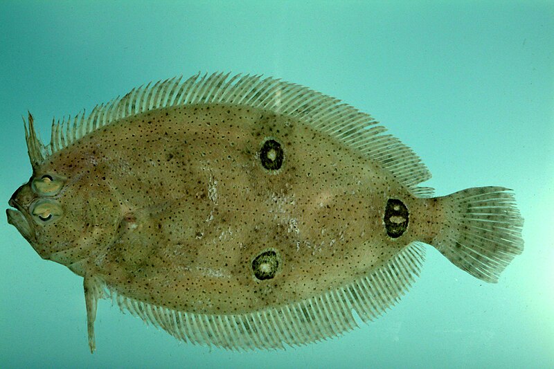 File:Three-eye flounder ( Ancylopsetta dilecta ).jpg