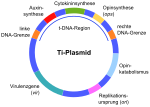 Vorschaubild für Ti-Plasmid