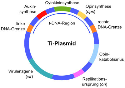 Ti plasmid