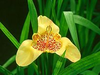 Iridaceae