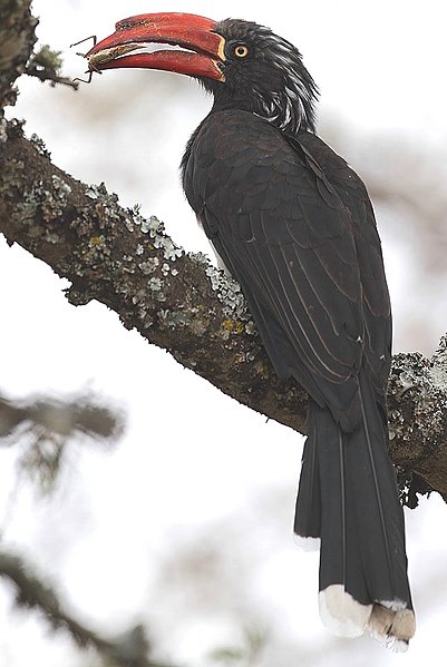 File:Tockus alboterminatus -lower slopes of Mount Kenya, Kenya-8.jpg